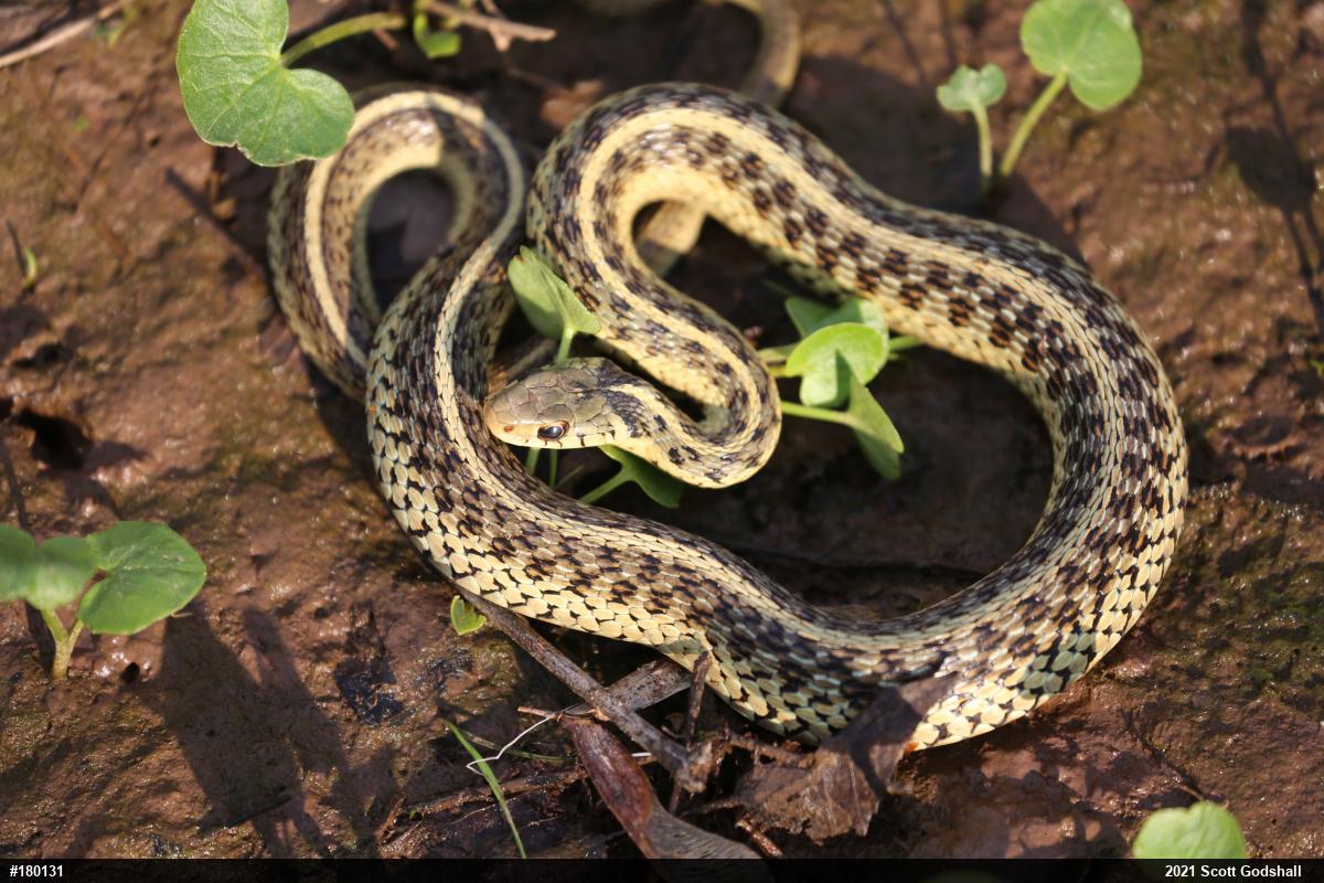 Eastern Gartersnake