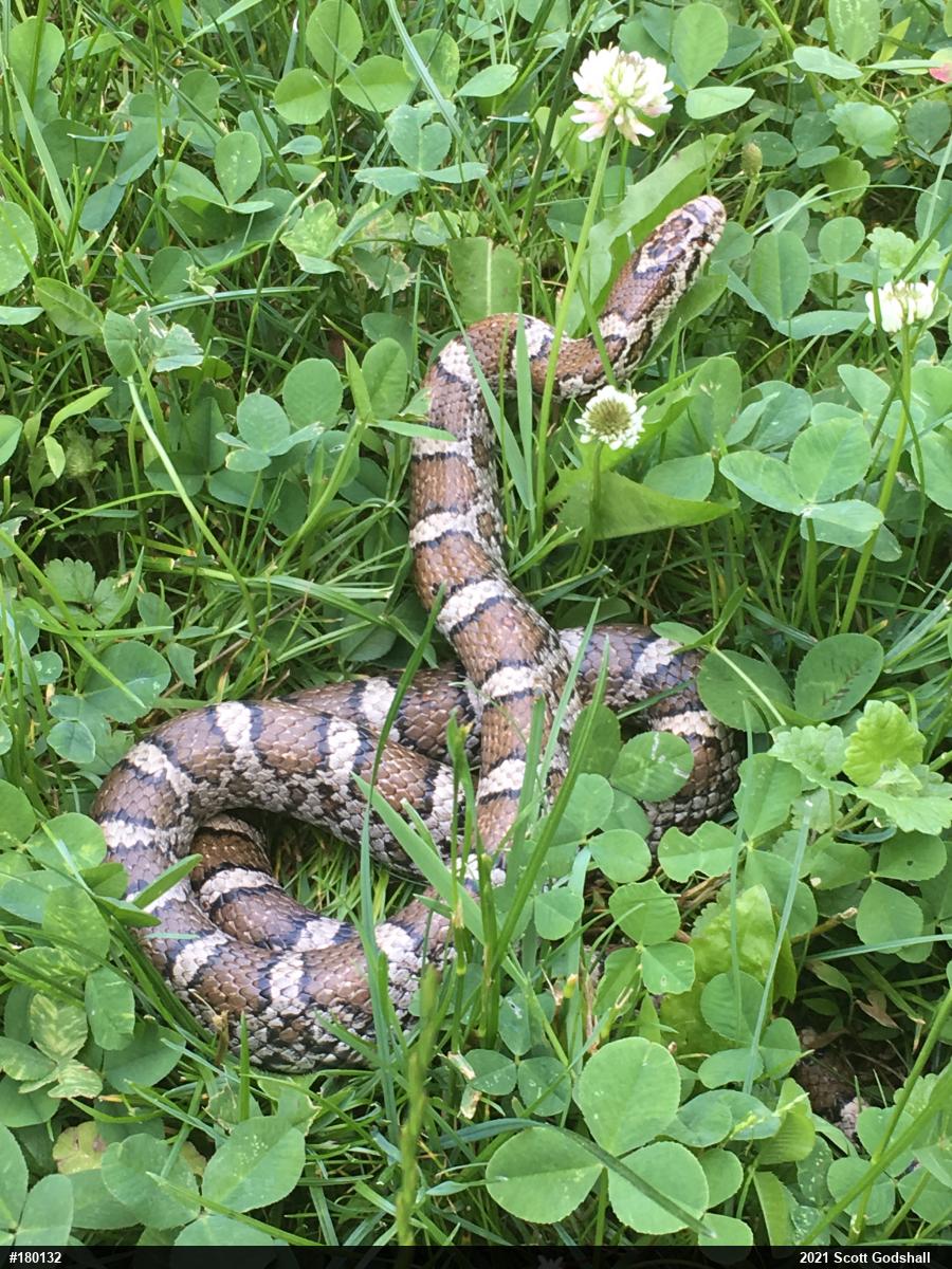 Eastern Milksnake