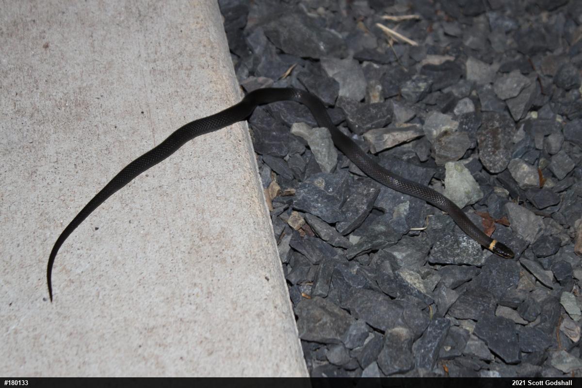 Northern Ring-necked Snake