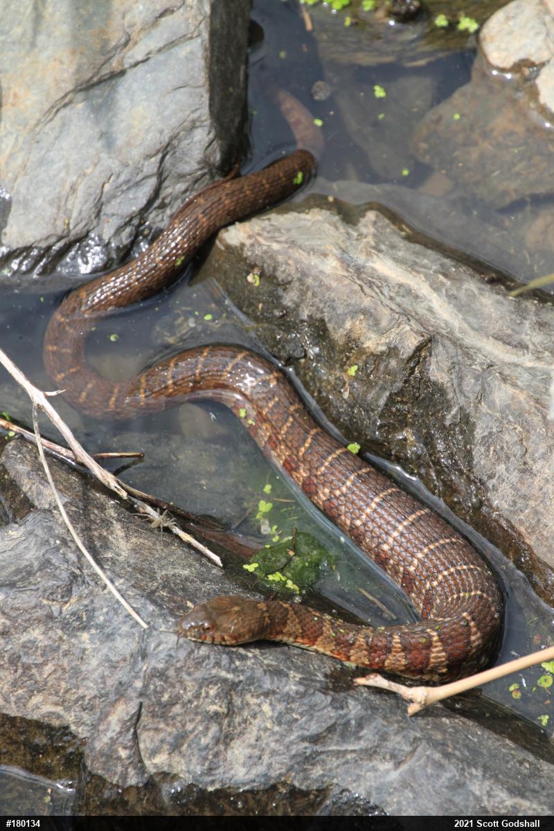 Northern Watersnake