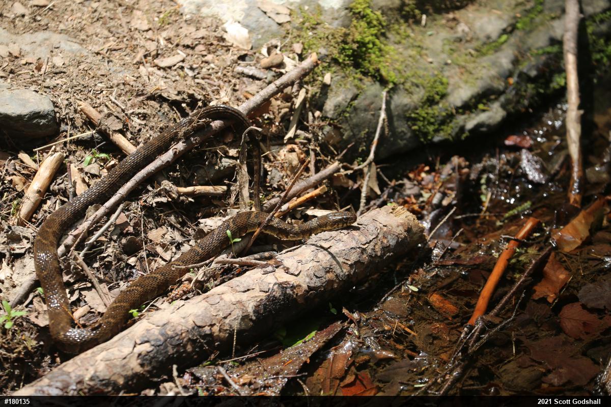 Northern Watersnake