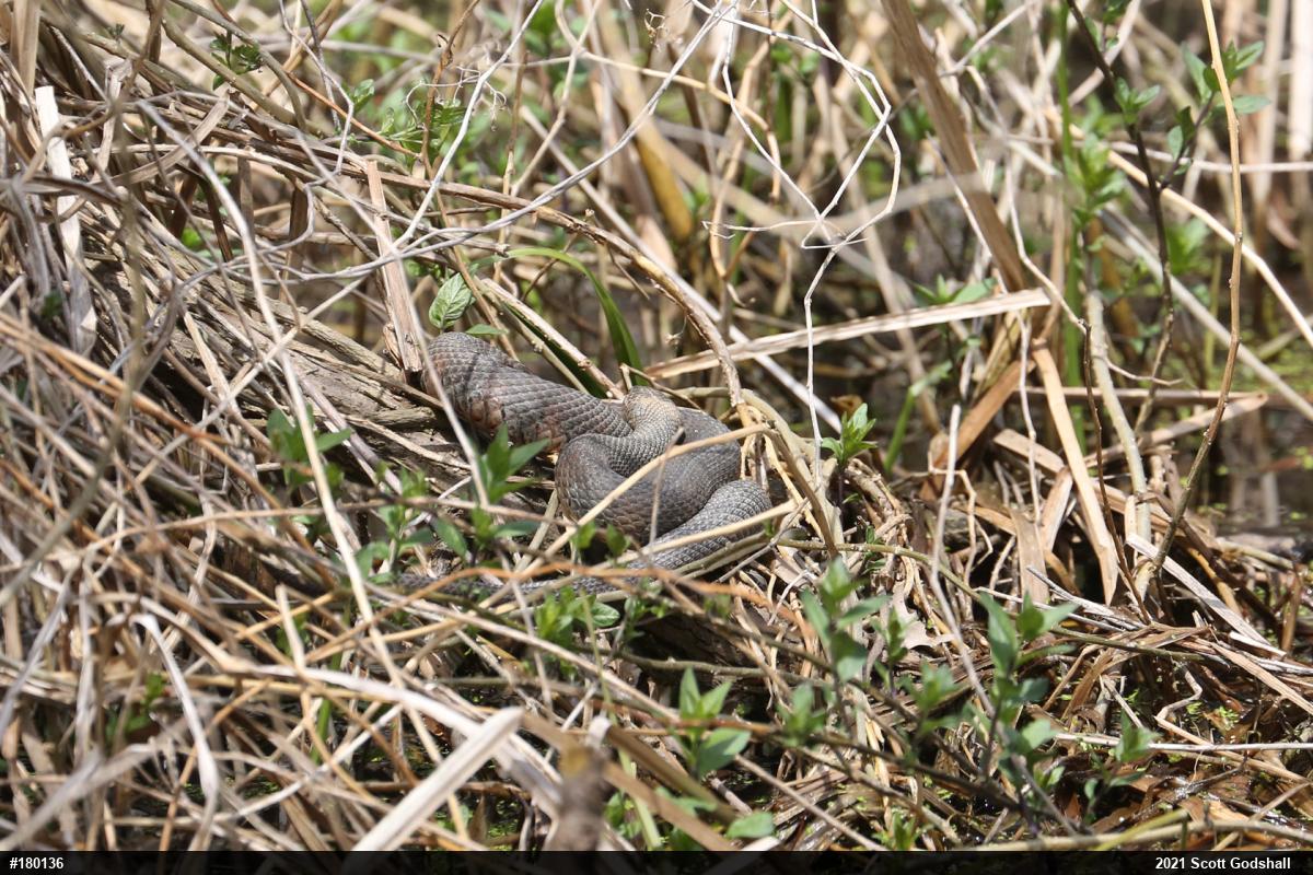 Northern Watersnake