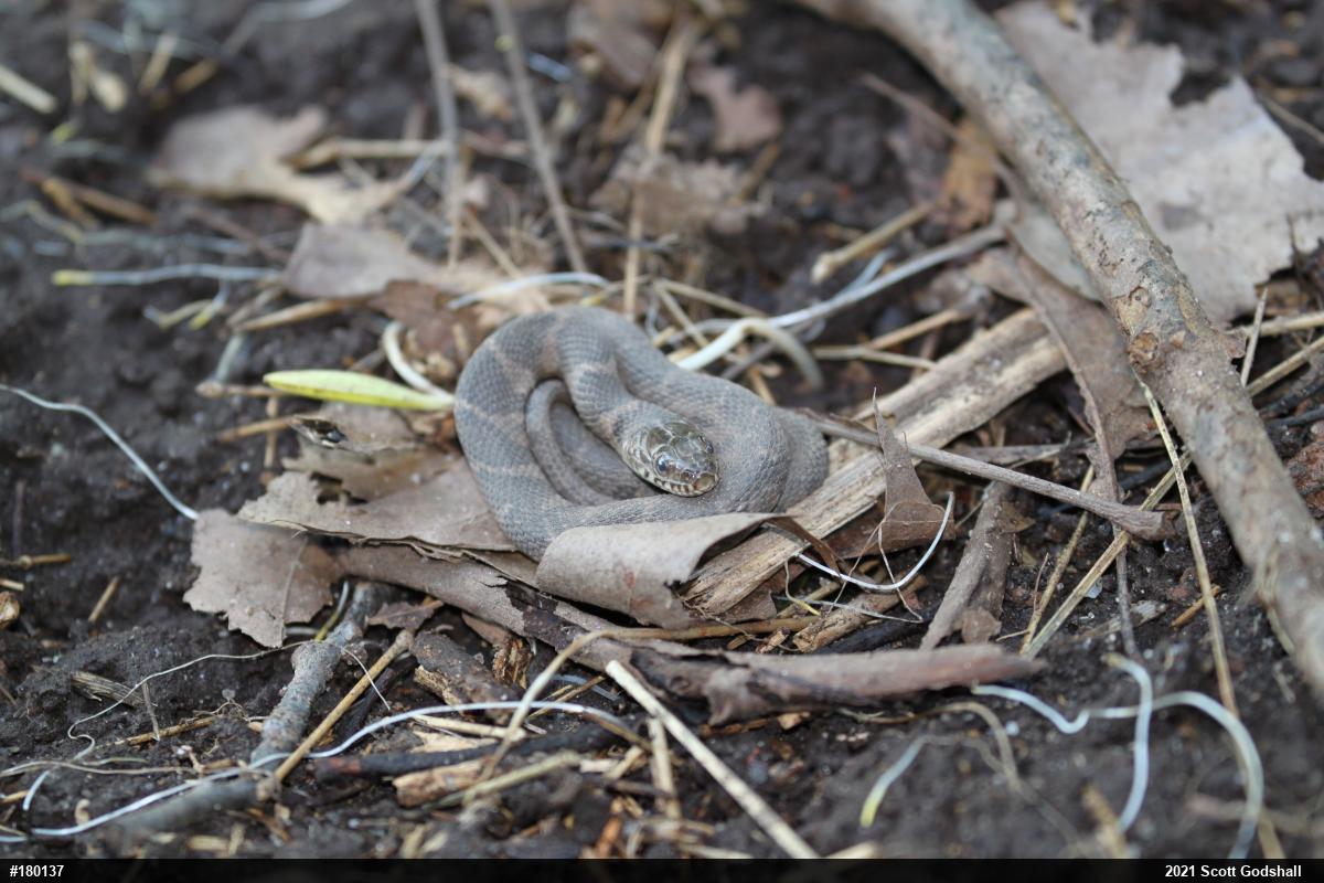Northern Watersnake