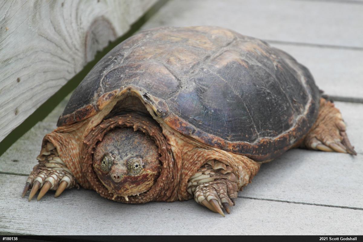 Snapping Turtle