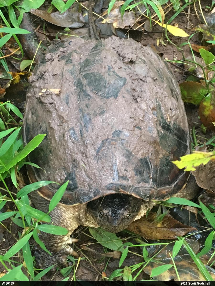 Snapping Turtle