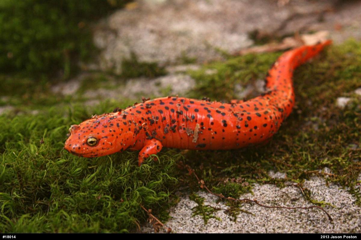 Northern Red Salamander