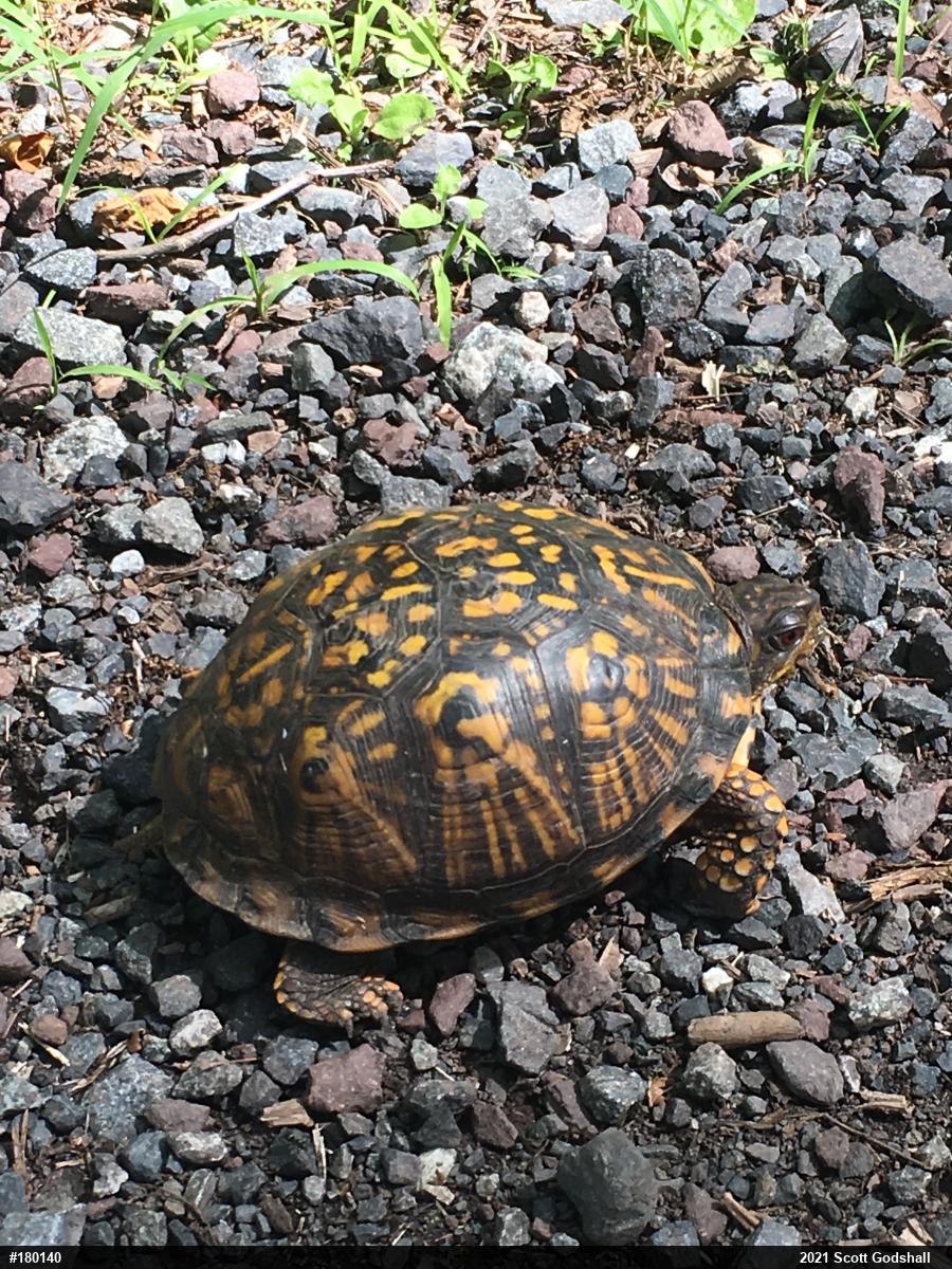 Eastern Box Turtle