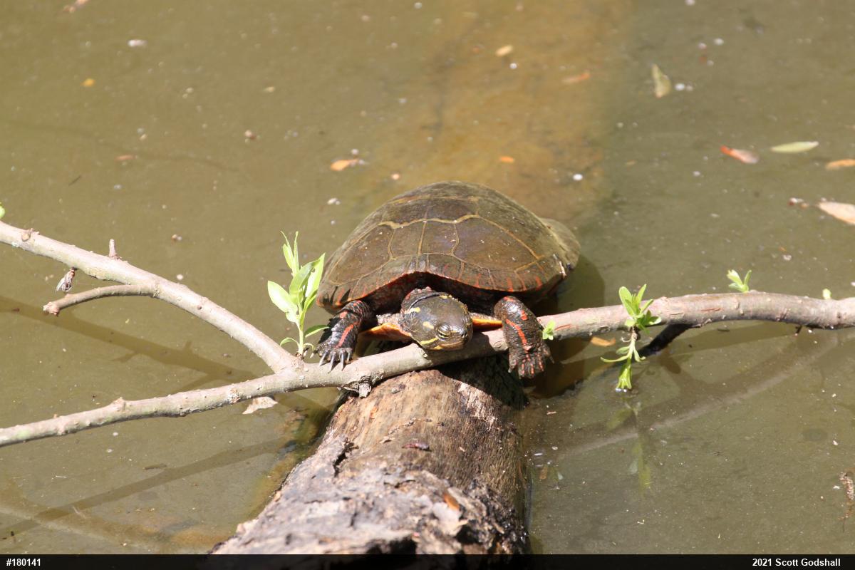 Painted Turtle