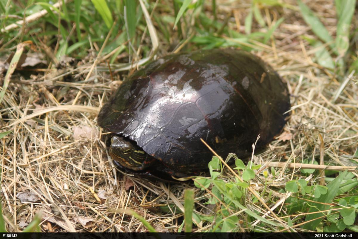 Painted Turtle