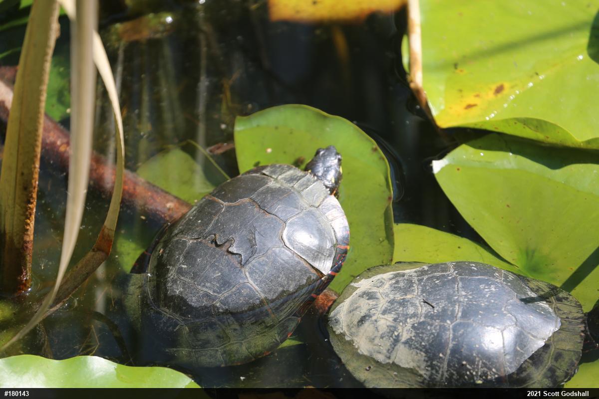 Painted Turtle