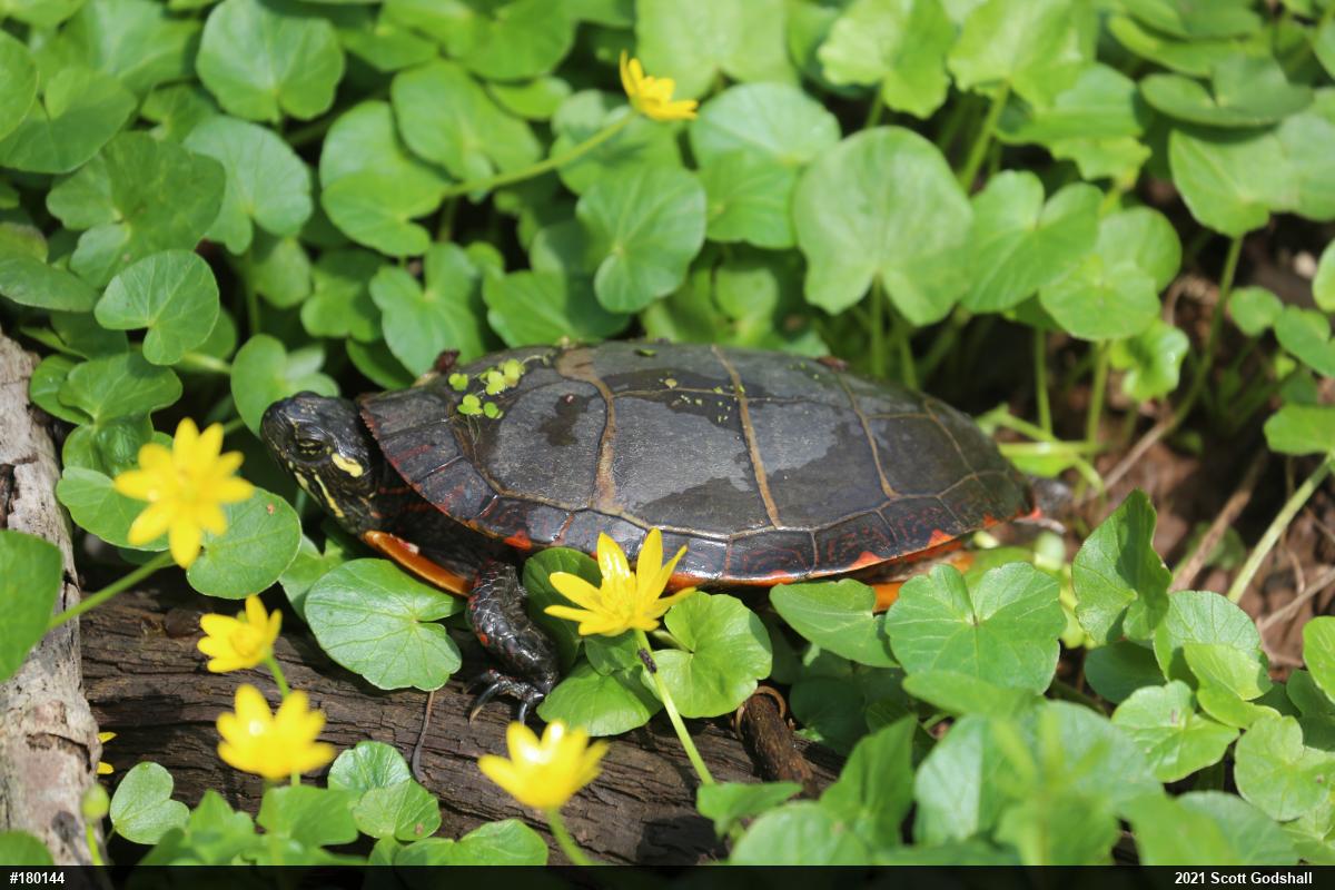 Eastern Painted Turtle