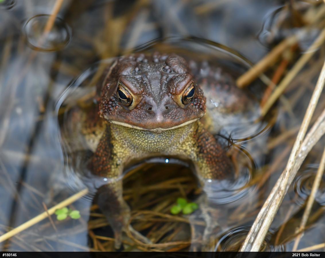 Eastern American Toad