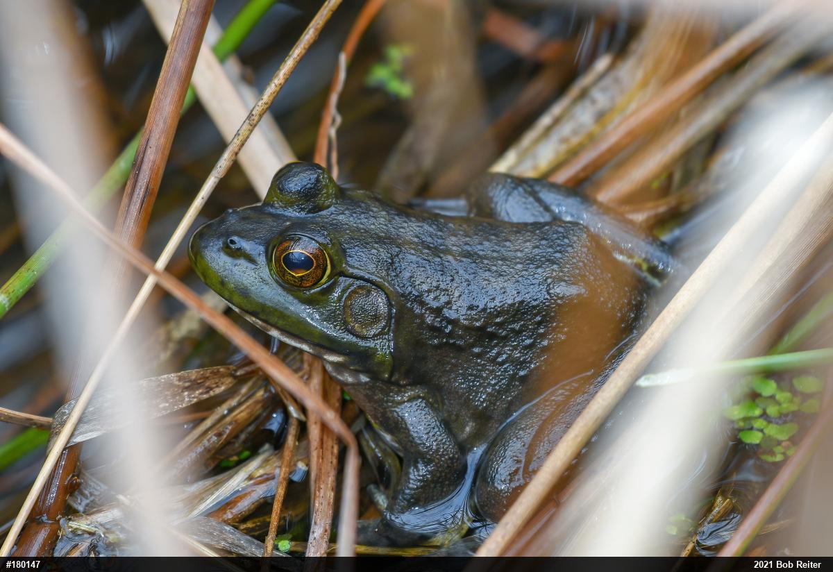 American Bullfrog
