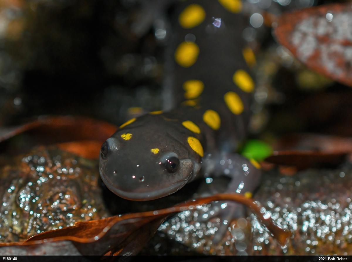 Spotted Salamander