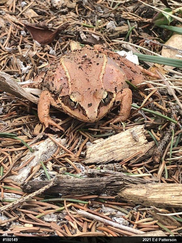Wood Frog