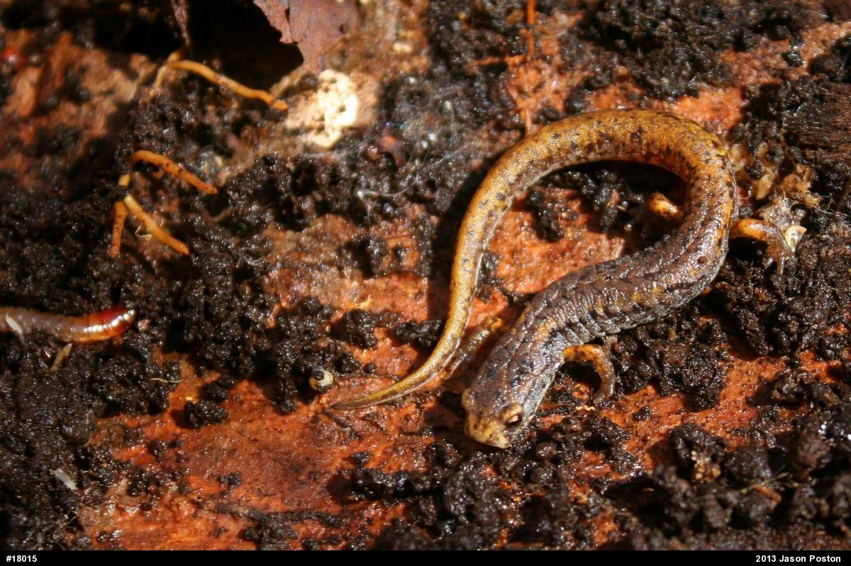 Four-toed Salamander