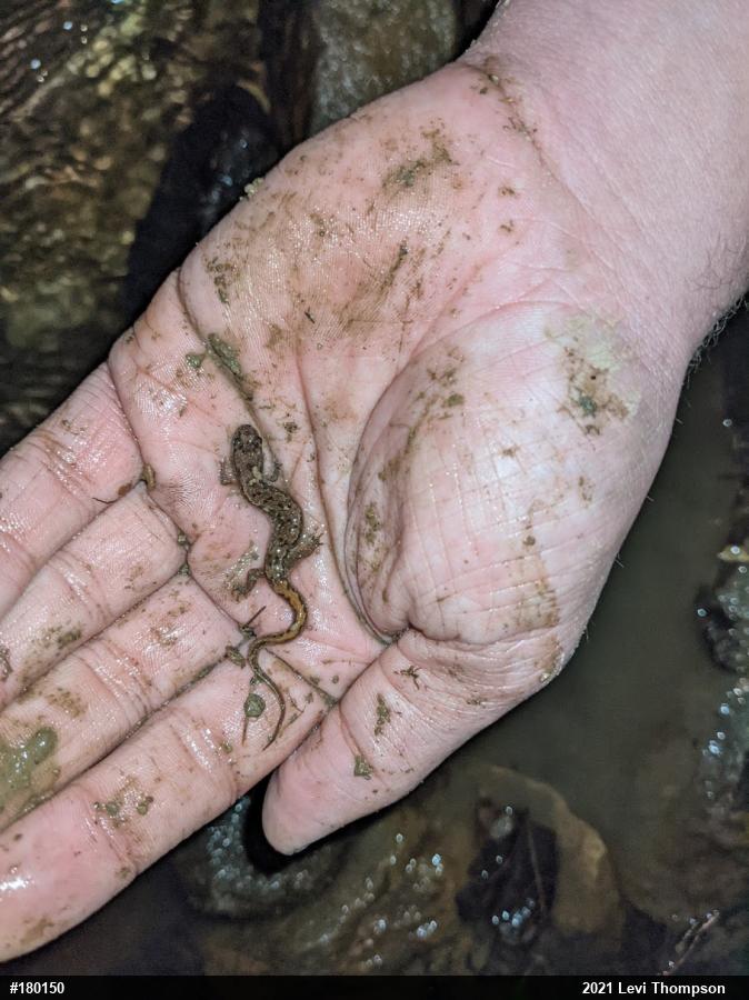 Northern Dusky Salamander