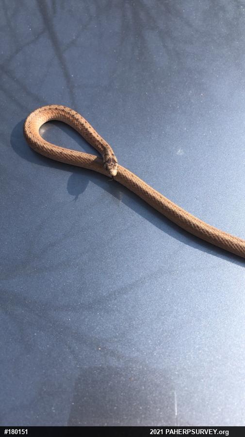 Dekay's Brownsnake