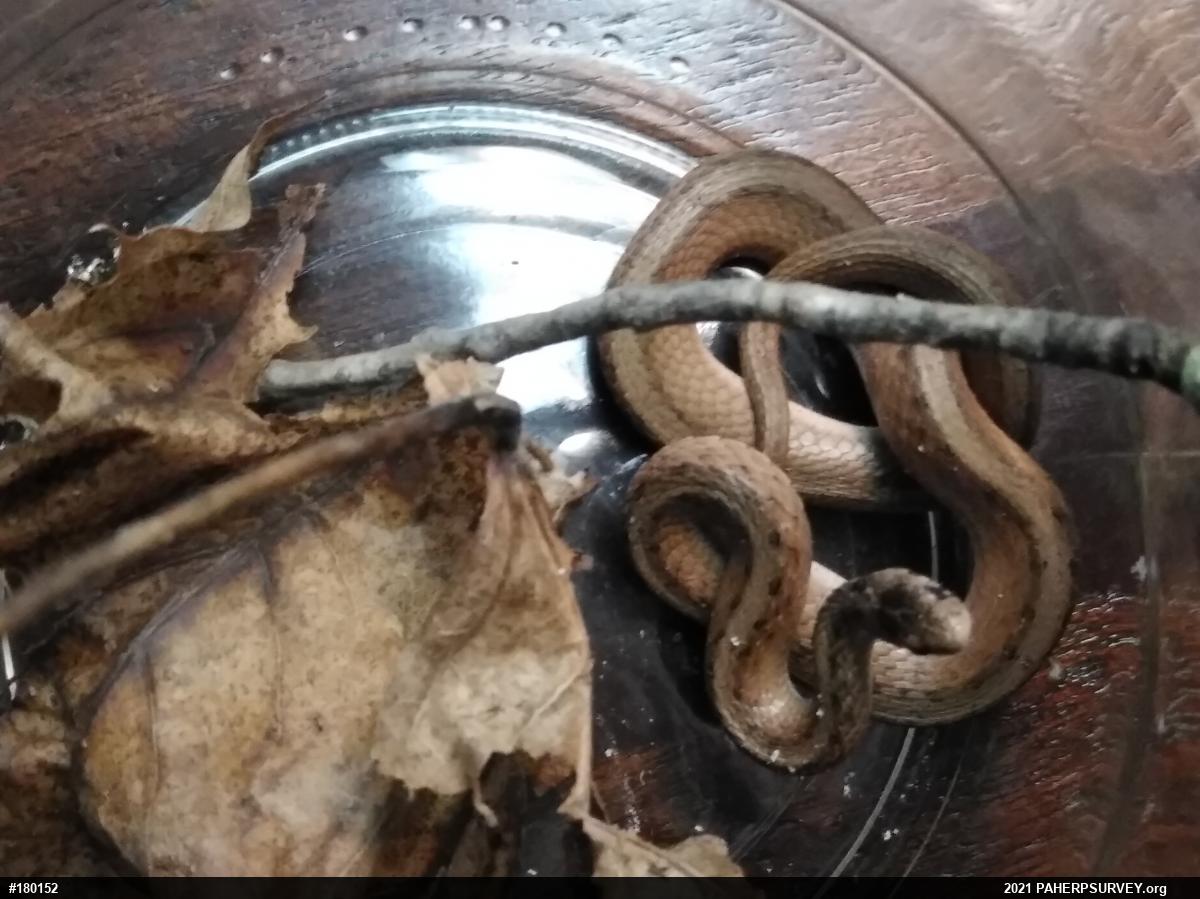 Dekay's Brownsnake