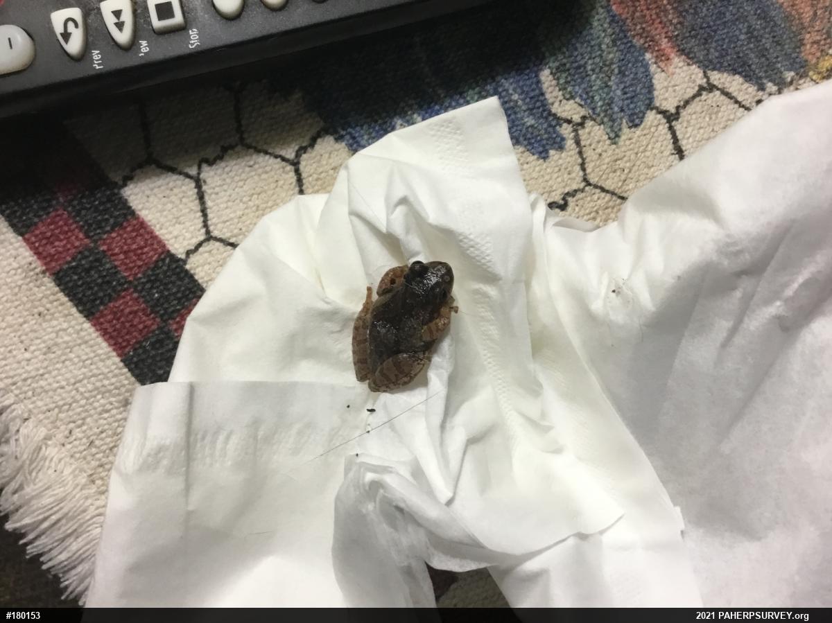 Spring Peeper
