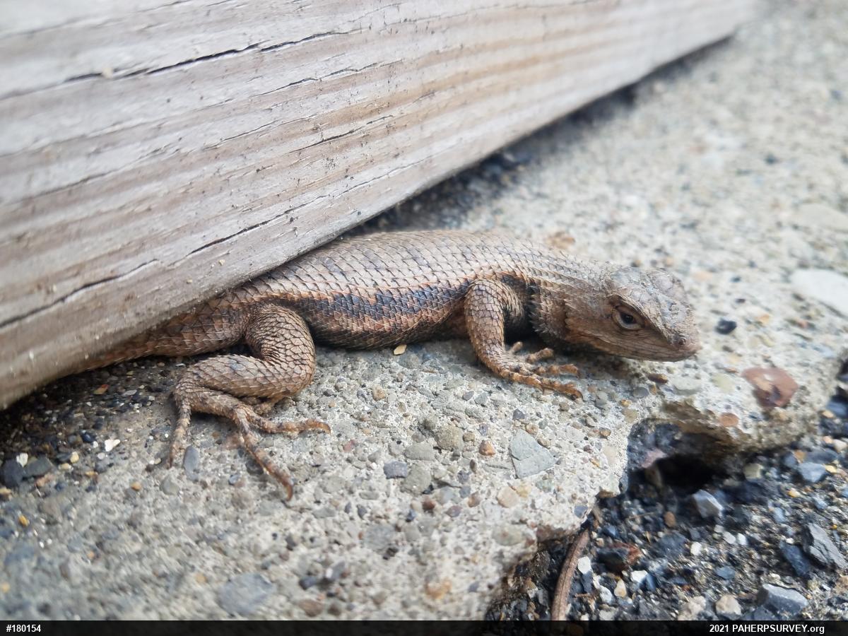 Eastern Fence Lizard