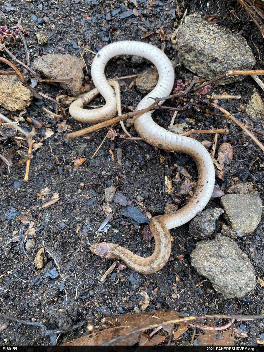 Dekay's Brownsnake