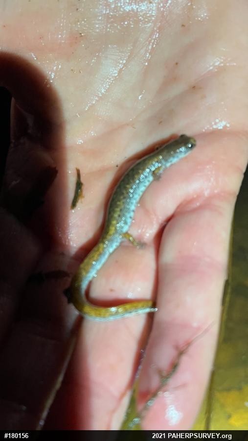 Four-toed Salamander