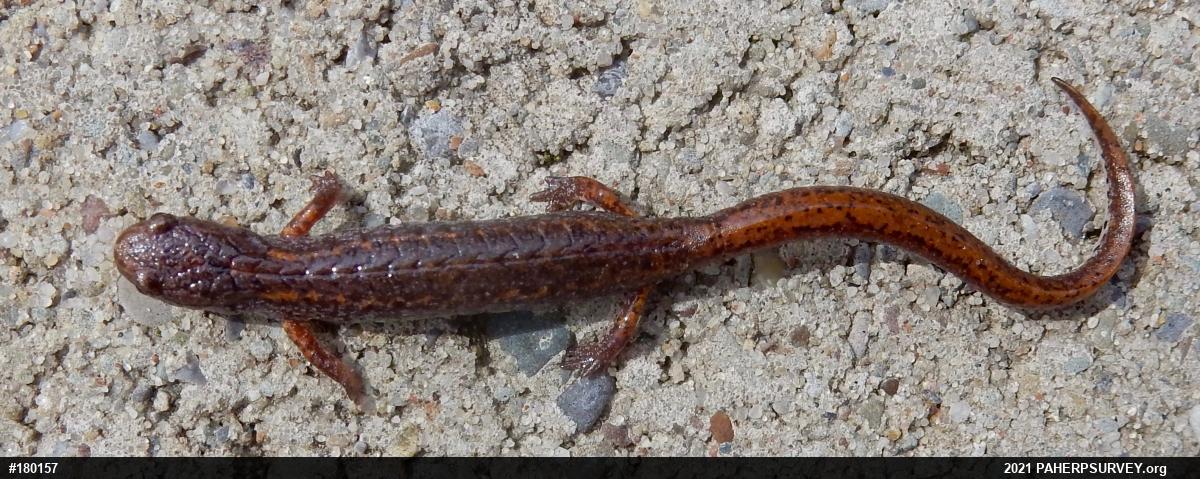 Four-toed Salamander