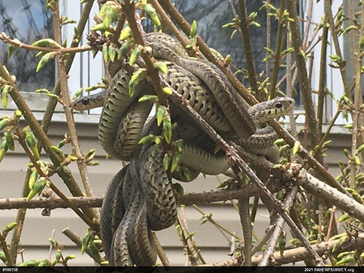 Eastern Gartersnake