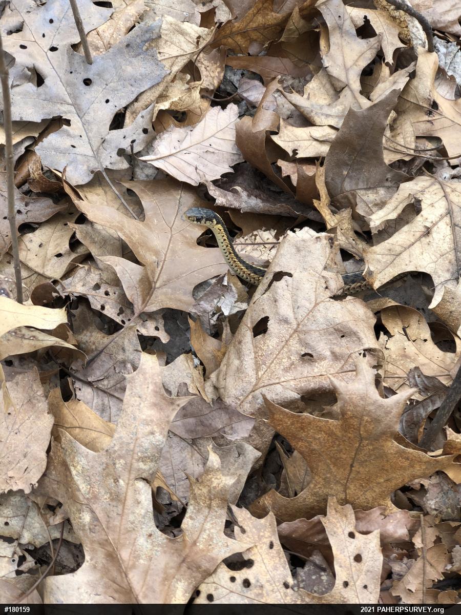 Eastern Gartersnake