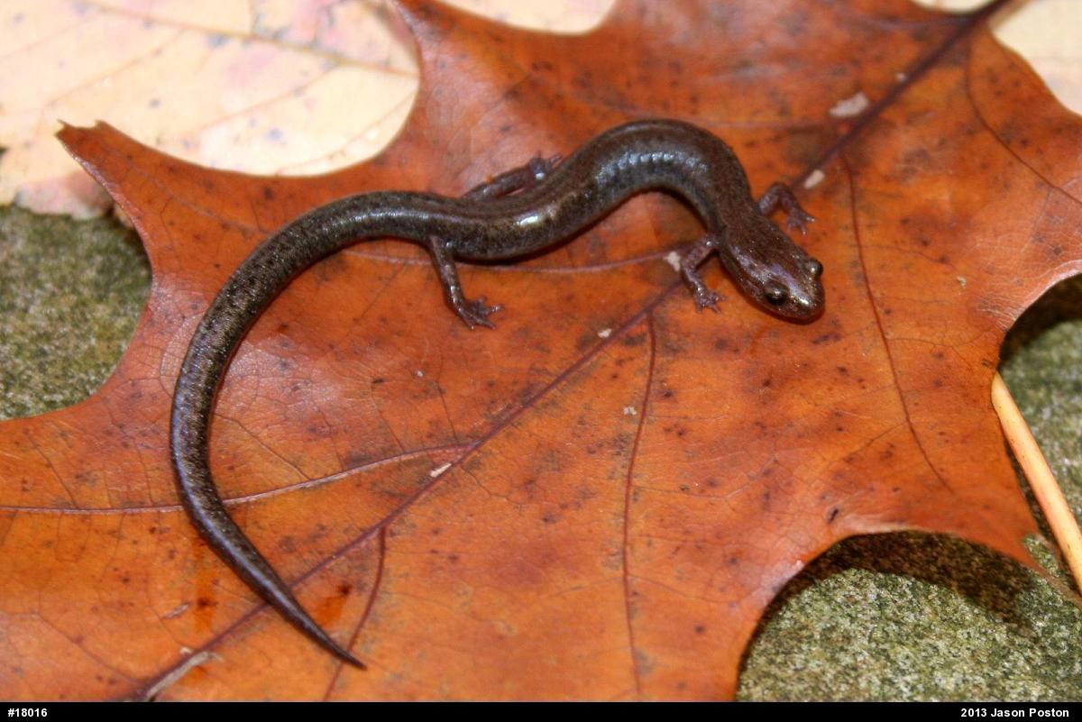 Valley And Ridge Salamander