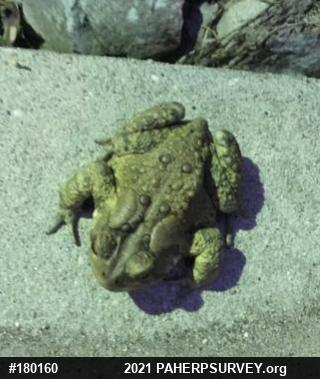 Eastern American Toad