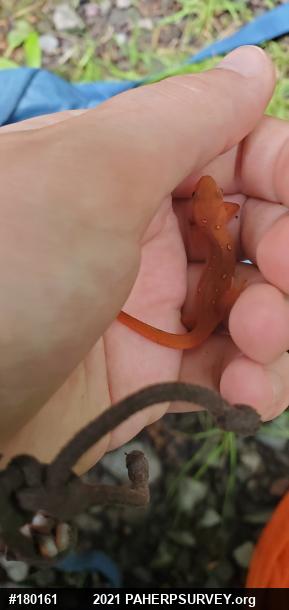 Red-spotted Newt