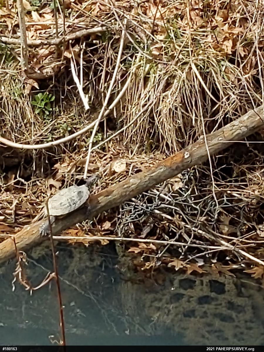 Red-eared Slider