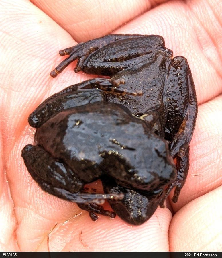 Spring Peeper