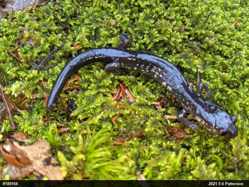 Wehrle's Salamander