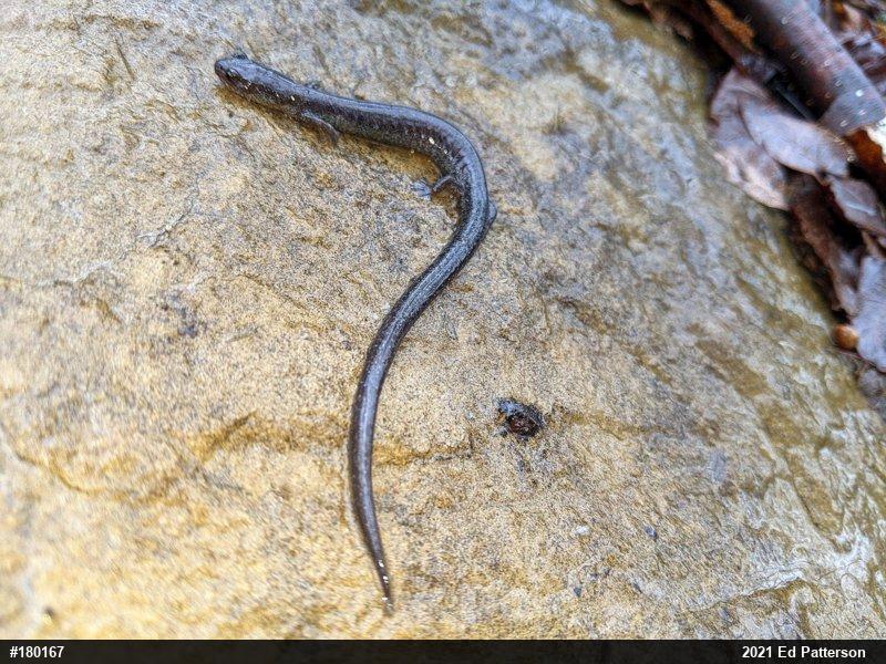 Valley And Ridge Salamander