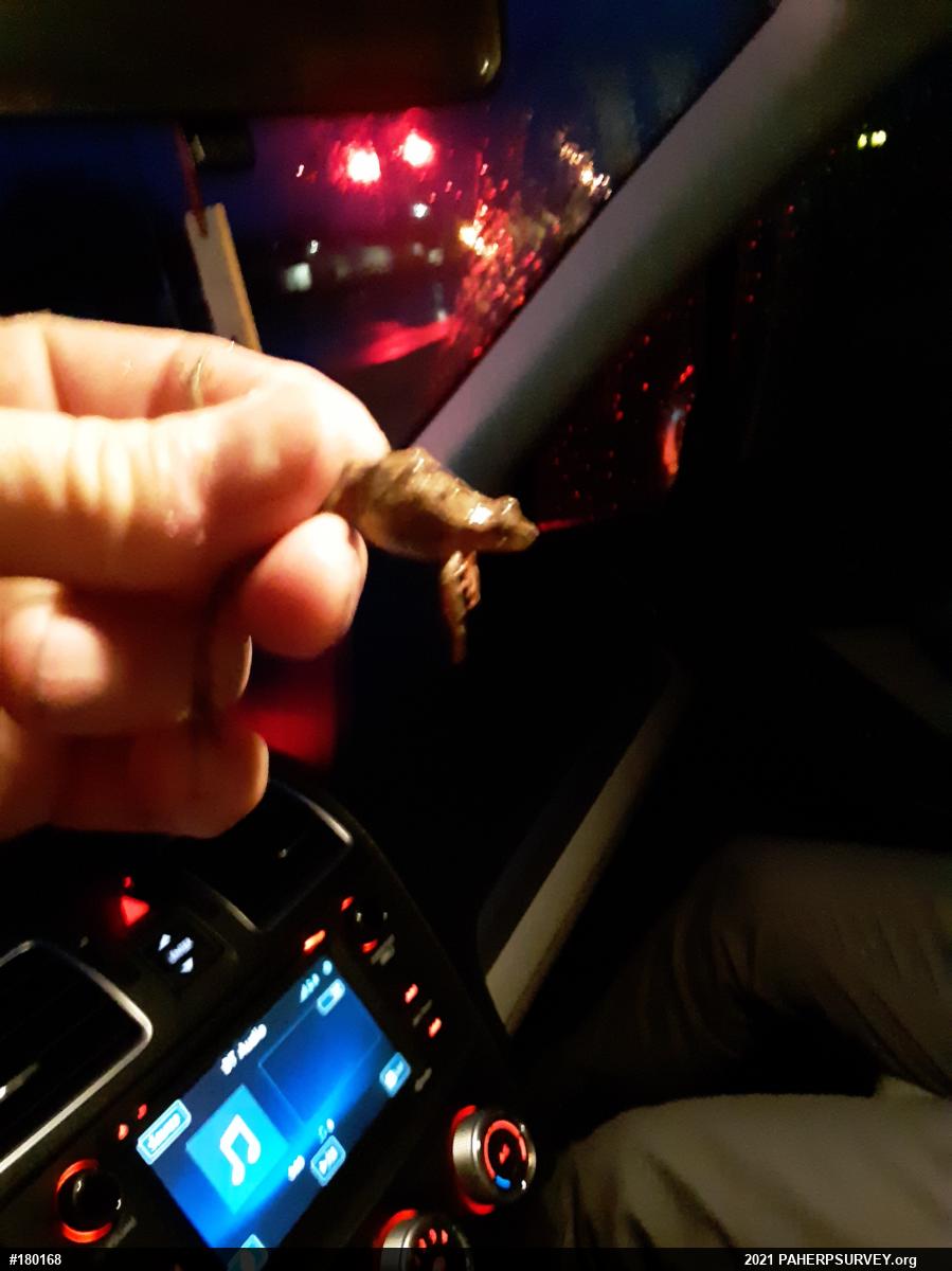 Spring Peeper