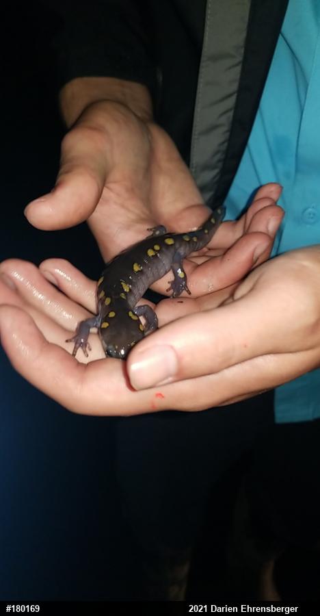 Spotted Salamander