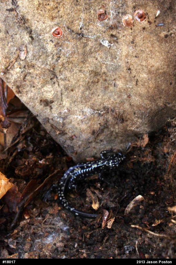 Northern Slimy Salamander