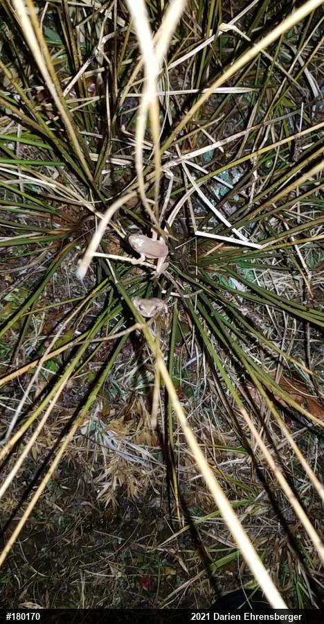 Spring Peeper