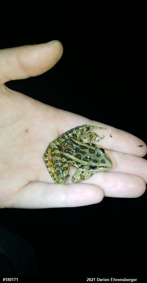 Pickerel Frog