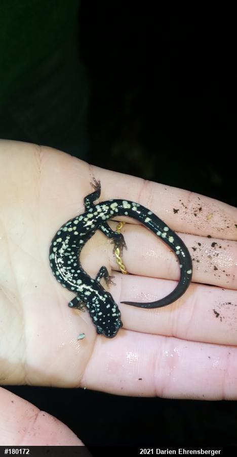 Northern Slimy Salamander