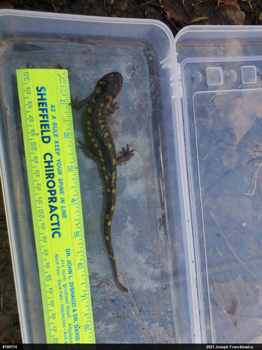 Spotted Salamander