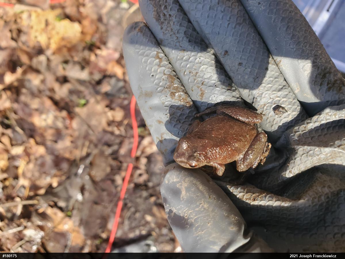 Spring Peeper