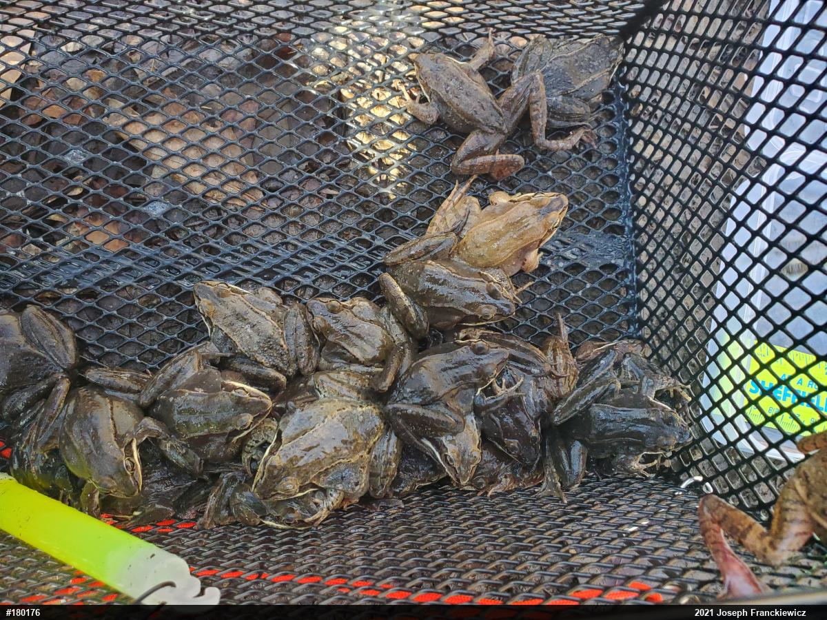 Wood Frog