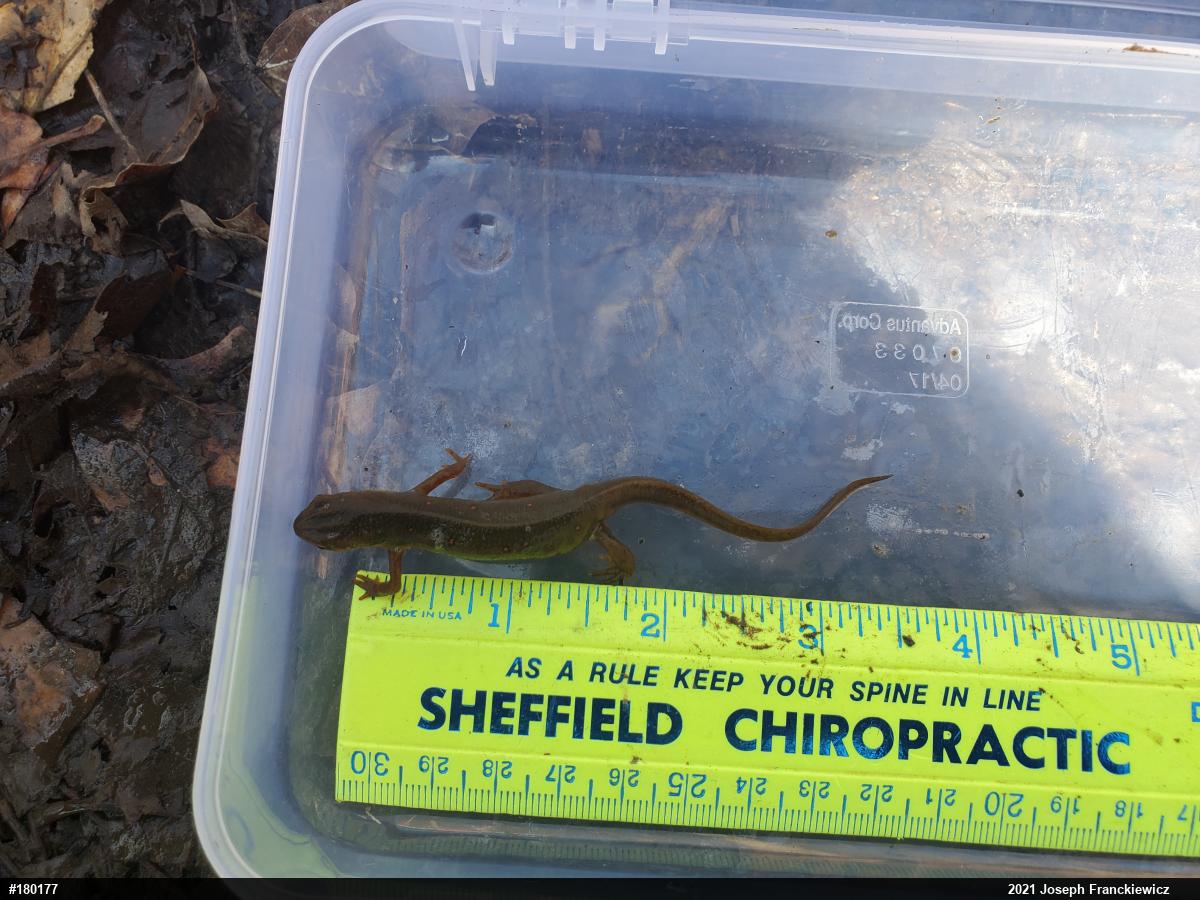 Red-spotted Newt