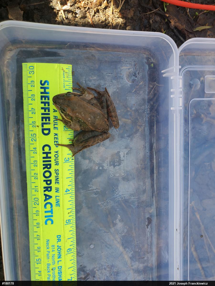 Wood Frog