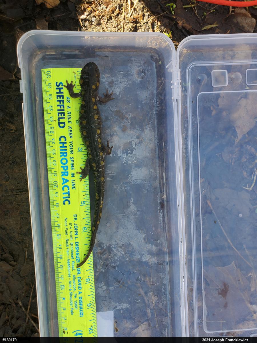 Spotted Salamander