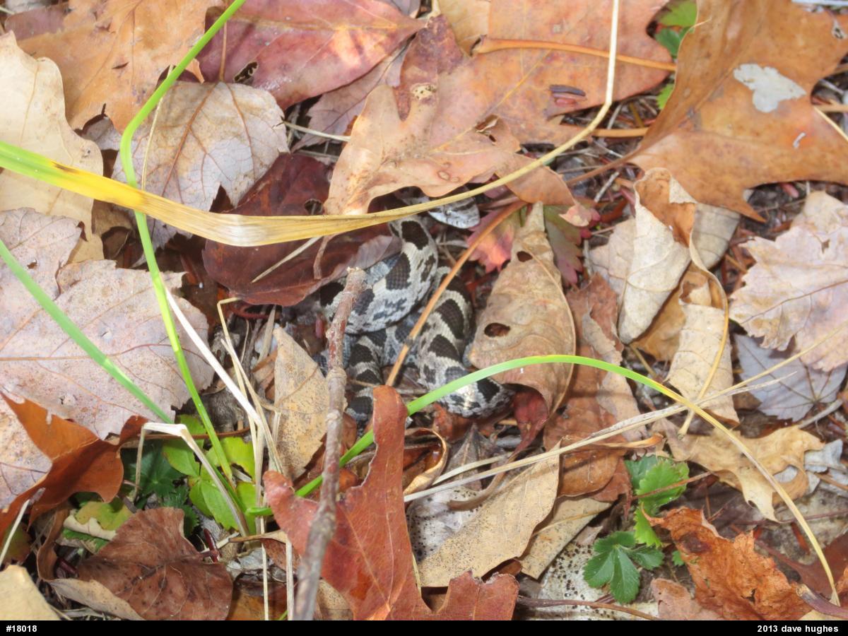 Eastern Ratsnake